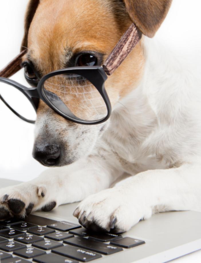 Dog logging onto laptop 